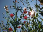 Blumenwiese (c) pixelio